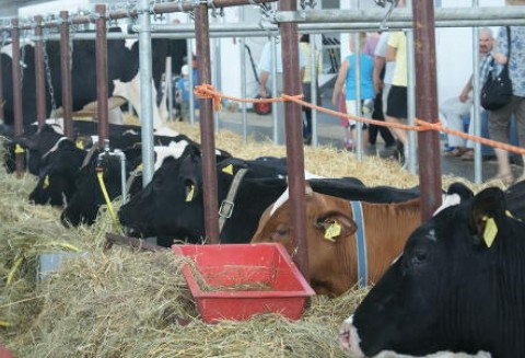 Niewykorzystana kwota mleczna