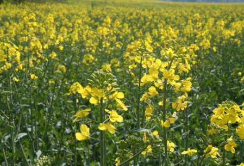 Kolejne rekordy na rynku oleistych - 15.03.2012