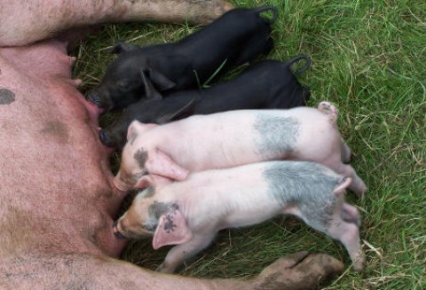 Chiny - Ceny wieprzowiny nadal rosną