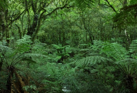 Zakończyło się przyjmowanie wniosków o pomoc na zalesianie