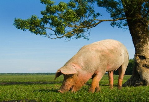Komunikat Głównego Lekarza Weterynarii