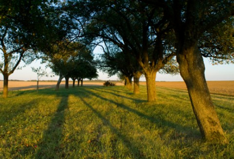 System Integrowalnej Produkcji w polskich sadach?