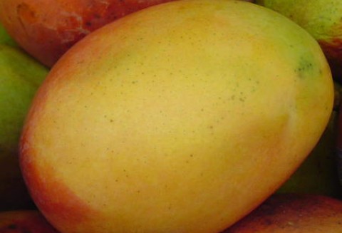 Pakistan – Niskie zbiory mango