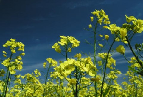 Wiosenny bilans zysków i strat wśród rolników