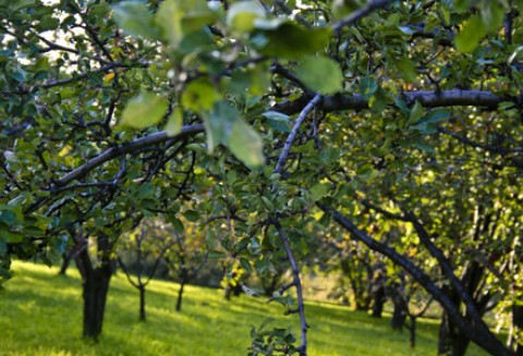Zapowiedź zmiany zasad szacowania szkód w sadach
