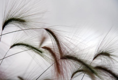 Wręczenie statuetek „Złoty Kłos”