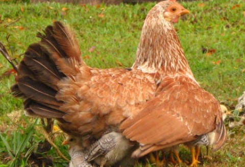 Chiny – Jeżeli polscy producenci chcą zarabiać na tym rynku to muszą się pospieszyć