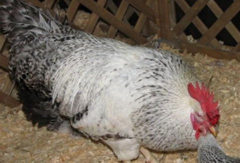 Ukraina – Zatrucia Salmonellą