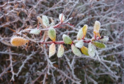 Majowe przymrozki powodują duże straty w uprawach rzepaku