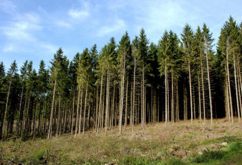 Od 3 stycznia 2011 r. ARiMR przyjmuje wnioski o dofinansowanie dostępu do płatnych usług doradczych