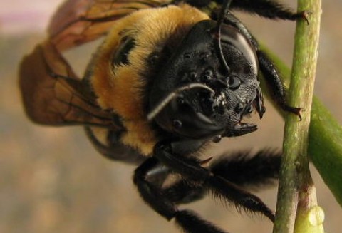 Zrównoważony rozwój pszczelarstwa w aspekcie środowiskowym w Europie