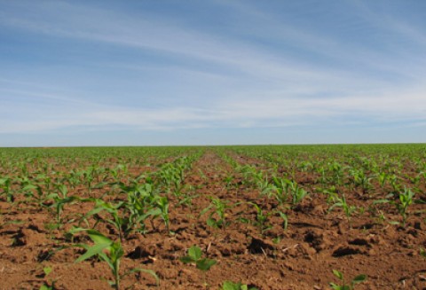 Opolskie Dni Otwartych Drzwi