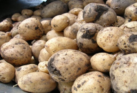 Ustawa o ochronie prawnej odmian roślin