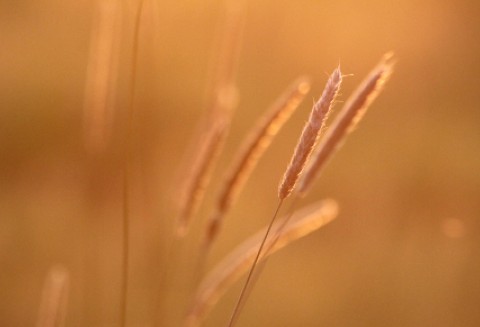 Zboże nadal w cenie
