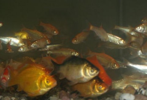 Można skałdać wnioski w ramach działań związanych z 