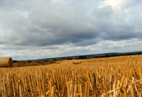 W poniedziałek 16 maja mija podstawowy termin składania wniosków o dopłaty bezpośrednie za 2011 rok. ARiMR wydłuża godziny pracy.
