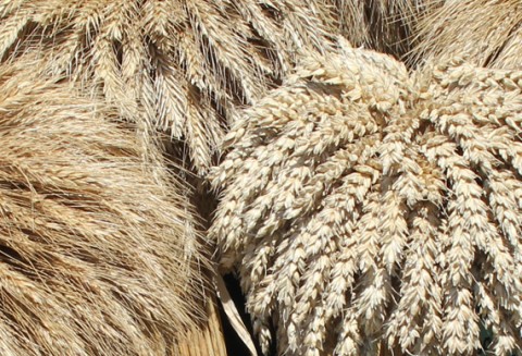 Ceny zbóż i oleistych na giełdach światowych–07.09.2011