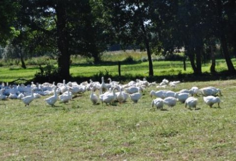 Szkolenie – PRZYZAGRODOWY CHÓW GĘSI