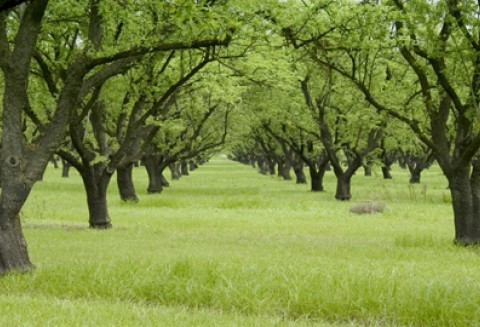 W walce o sukces polskiego sadownictwa