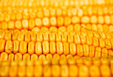 Chile – Wprowadzi wyższe cła na kukurydzę z Argentyny?