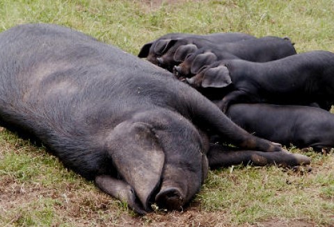 Około 10 tysięcy ton wieprzowiny zostało zamrożone i schowane