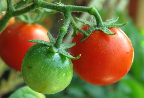 Rynek polskich pomidorów
