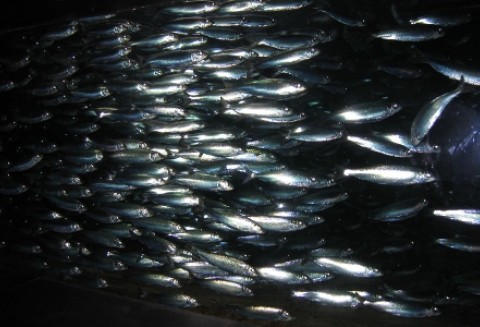 Śledzie i dorsze są nosicielami nicieni