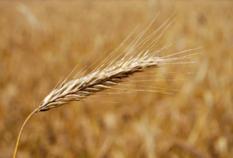 Ceny zbóż i oleistych na giełdach światowych–23.09.2011