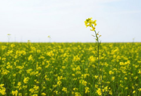 Targi Polskie Zboża pod patronatem branżowym Krajowej Izby Biopaliw