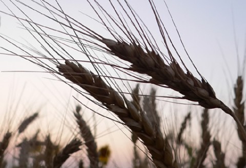 Konferencja o sytuacji na rynku materiału siewnego