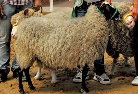 Australia – Wzrost pogłowia owiec