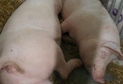 Holandia – Będzie zakaz rytualnego uboju zwierząt?