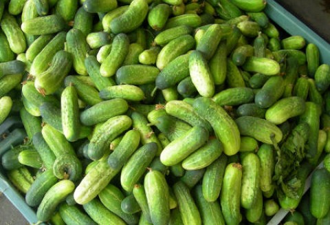 Plantacje ogórków zagrożone mączniakiem