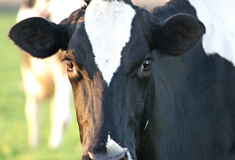 Chiny – Zostaną zamknięte aż 533 mleczarnie