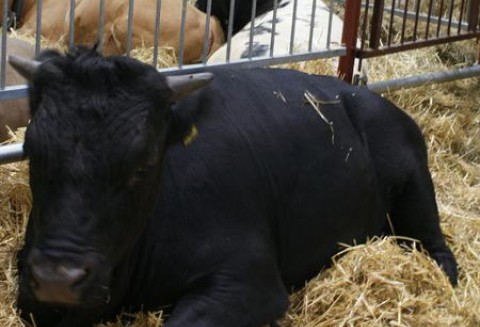 USA – Wzrost eksportu wołowiny