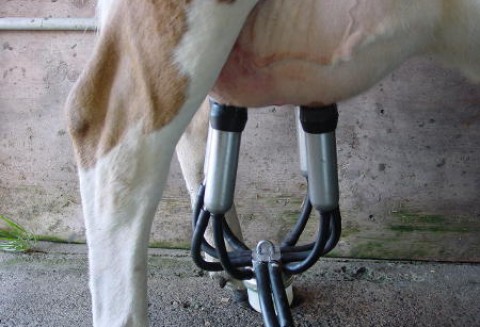 Więcej mleka w Unii Europejskiej