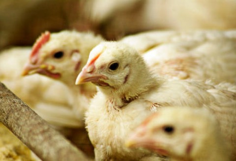 Cały czas są wysokie ceny brojlerów