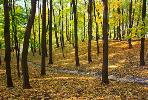 Oświadczenie o wykonaniu zalesienia gruntów trzeba złożyć w Biurze Powiatowym ARiMR do 20 maja 2011 r.