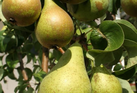 Prognoza zbiorów gruszek
