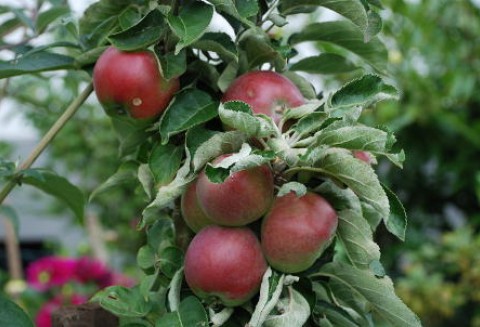 W tym roku będą mniejsze zapasy jabłek