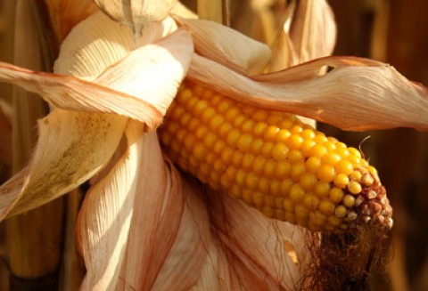 Amerykański Senat rozważa zmiany w systemie subsydiowania produkcji biopaliw