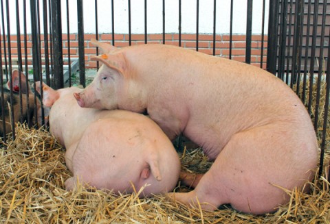 Informacje o cenach trzody chlewnej ,,POLSUS