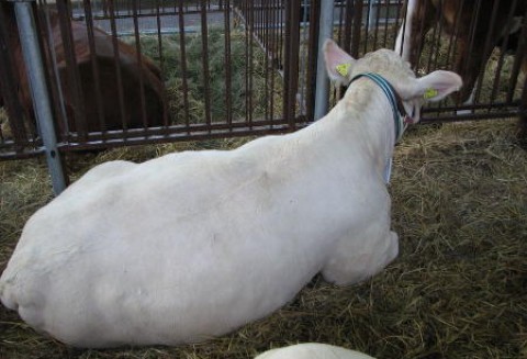 Krajowe ceny skupu żywca