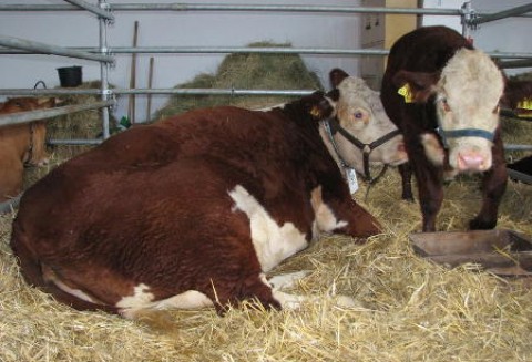 Skup żywca rzeźnego