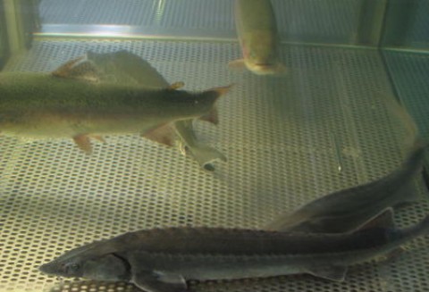 Przetwory rybne będą droższe