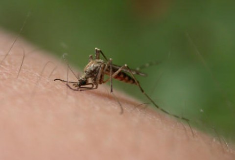 Azjatyckie insekty w Europie