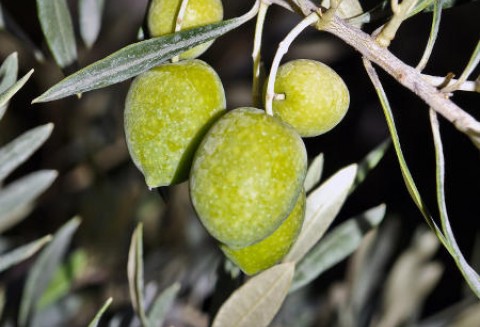 Wzrost produkcji oliwy z oliwek