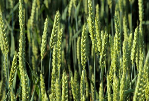 Czy ceny zbóż będą spadać?