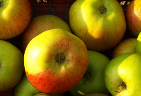 UWAGA! Szkoły podstawowe oraz dostawcy zainteresowani udziałem w programie „Owoce w szkole” DZIŚ OSTATNI DZIEŃ