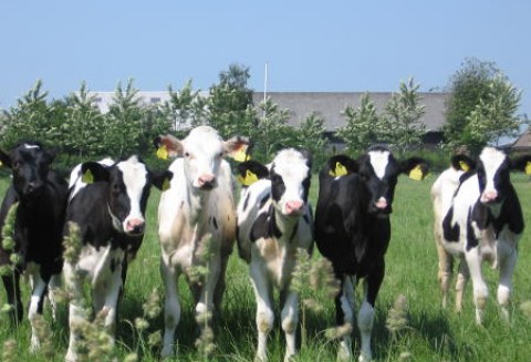 Zainteresowanie produkcją bydła mięsnego rośnie